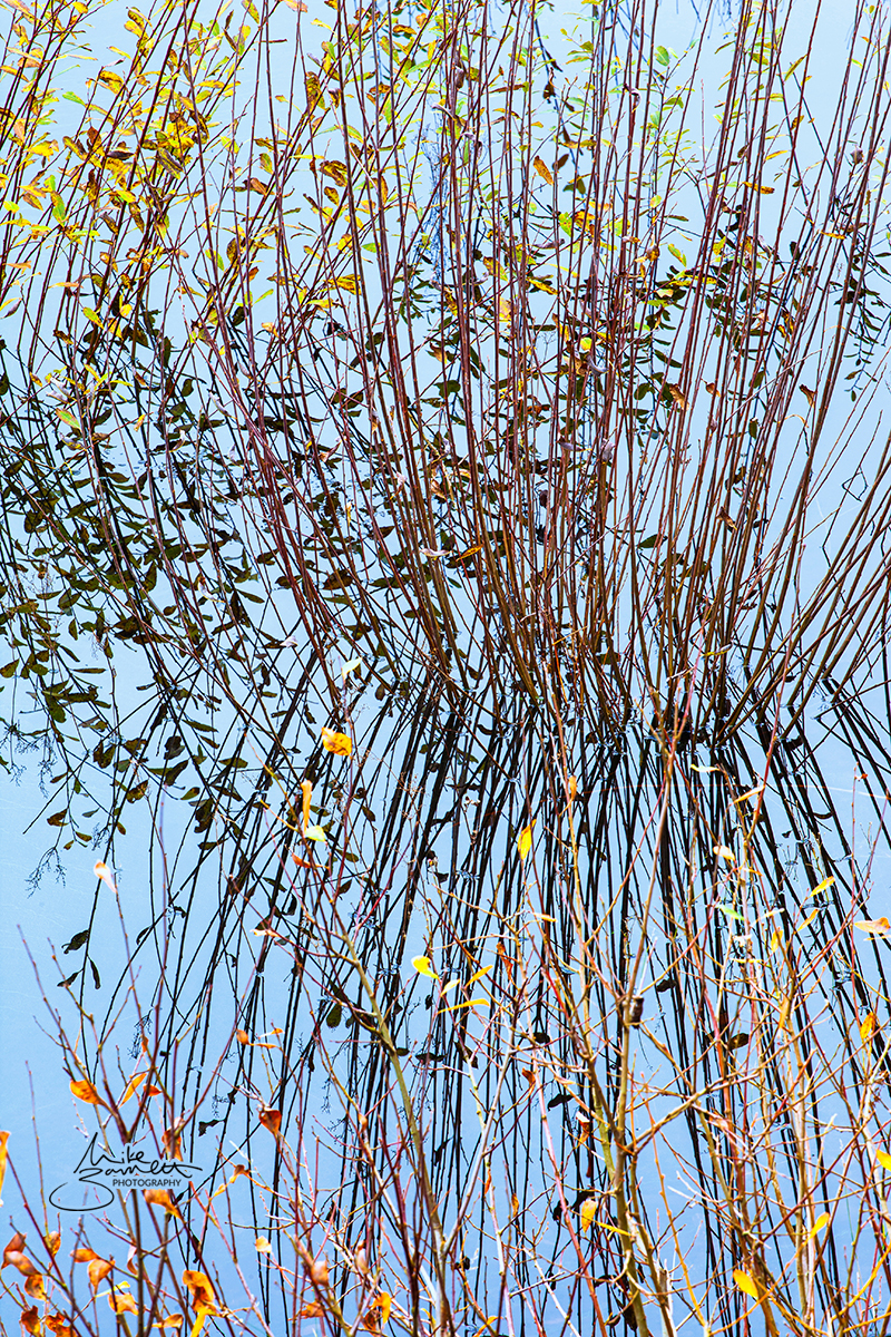 Up with River, Up with Reeds (Portrait)