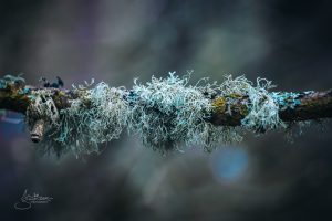 Created with RNI Films app. Preset 'Kodak E 100G'